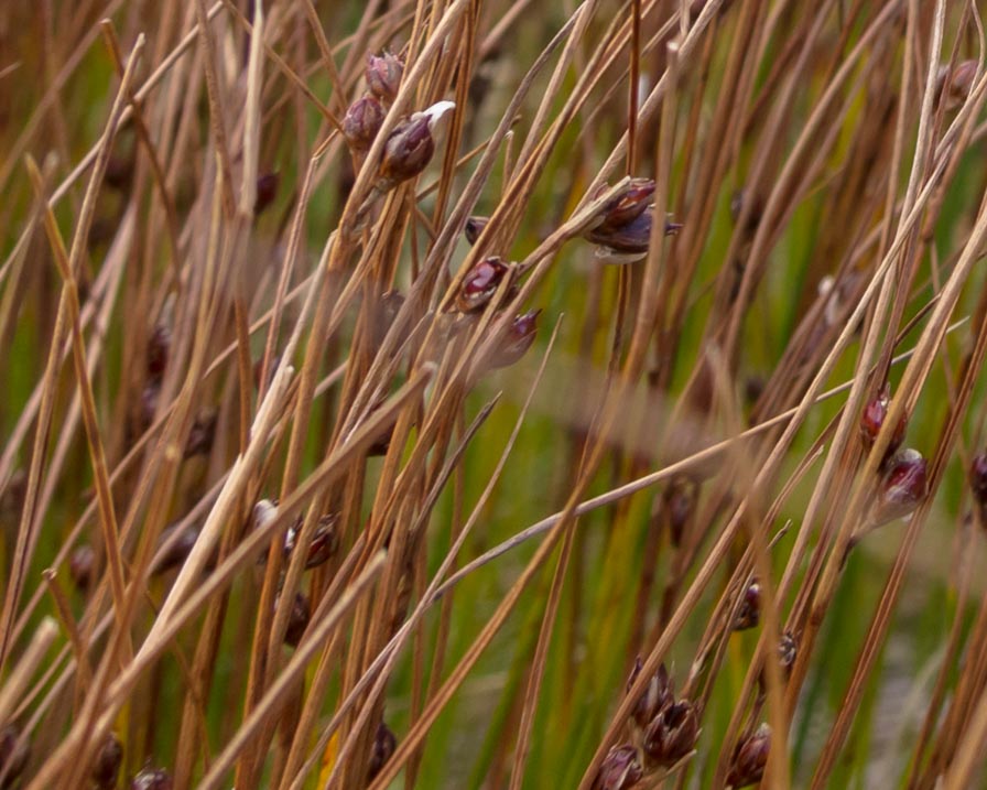 Cespi in crinale - Juncus trifidus